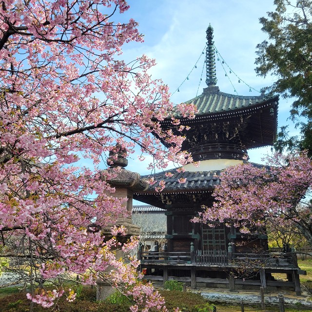 京都】『清凉寺』に早咲きの桜を見に行きました。 京都桜 京都花