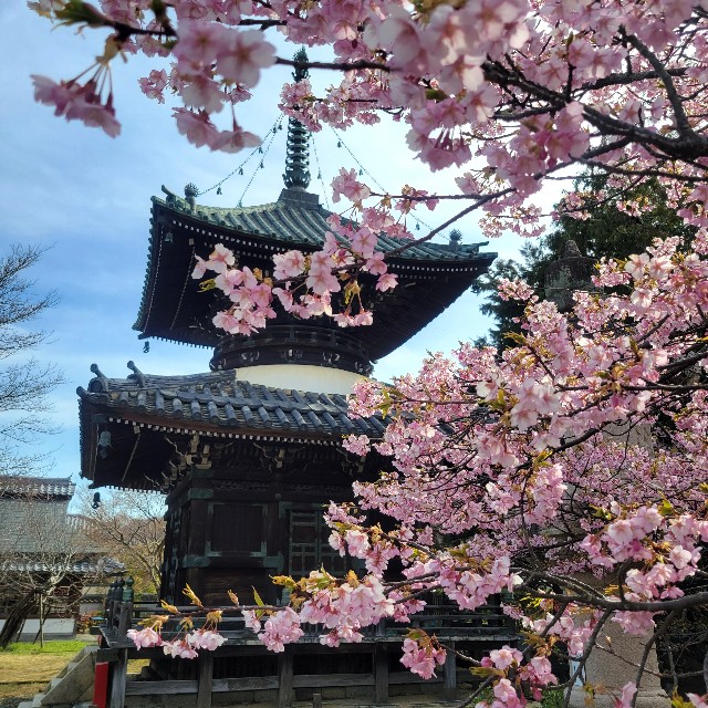 京都】『清凉寺』に早咲きの桜を見に行きました。 京都桜 京都花
