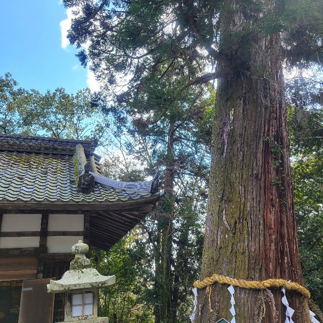 f:id:atoriatoriatori:20240325103319j:image f:id:atoriatoriatori:20240325103319j:image