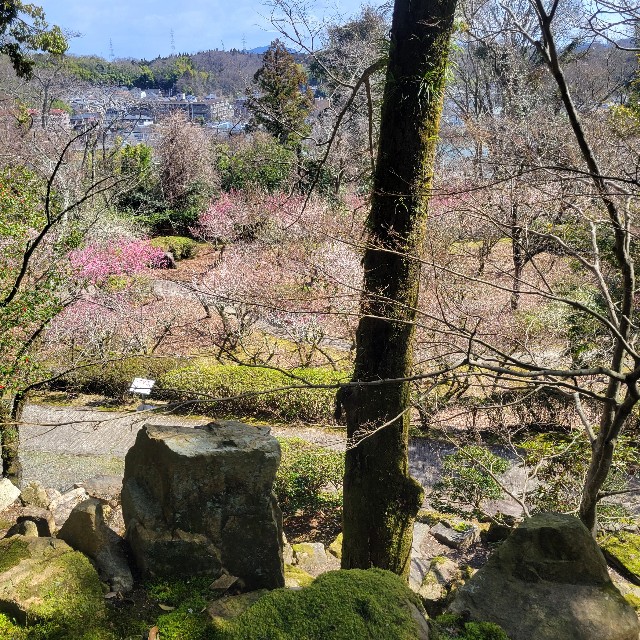 f:id:atoriatoriatori:20240326100100j:image