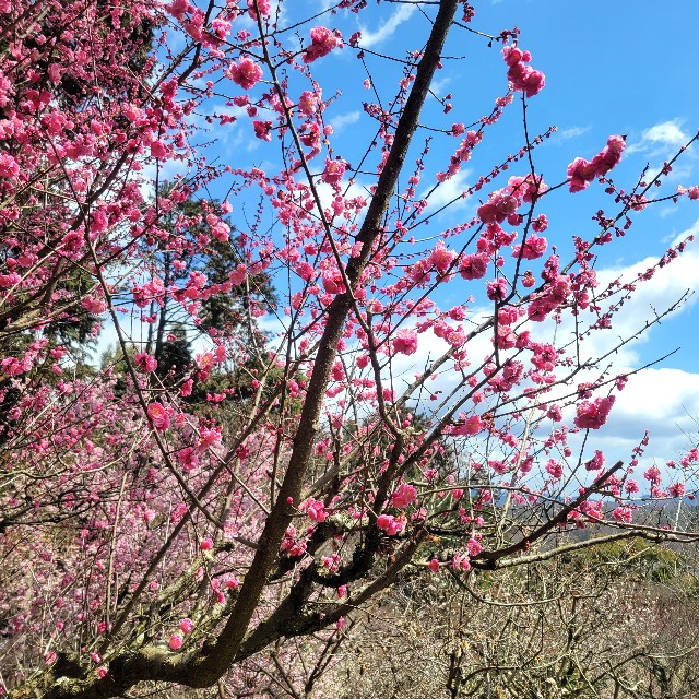 f:id:atoriatoriatori:20240326102623j:image