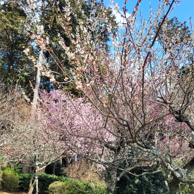 f:id:atoriatoriatori:20240326102631j:image