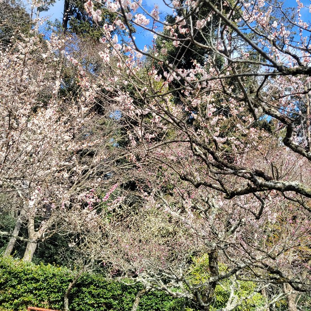 f:id:atoriatoriatori:20240326102643j:image