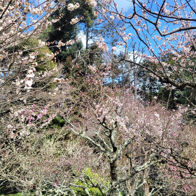 f:id:atoriatoriatori:20240326102652j:image