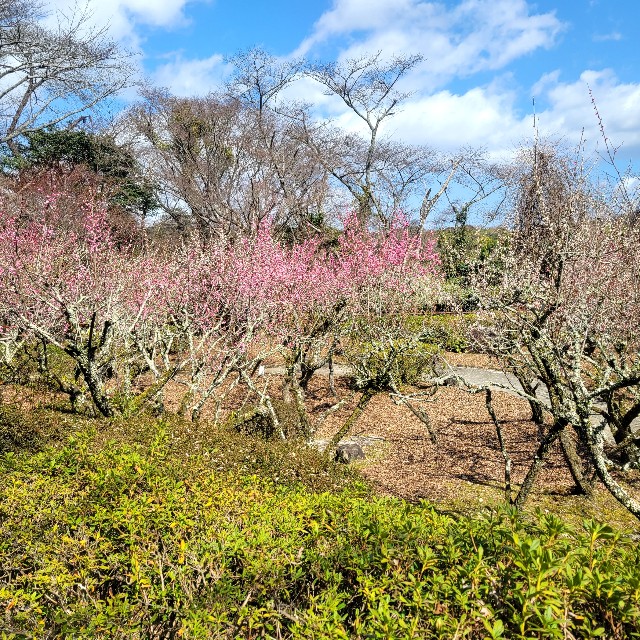 f:id:atoriatoriatori:20240326110456j:image