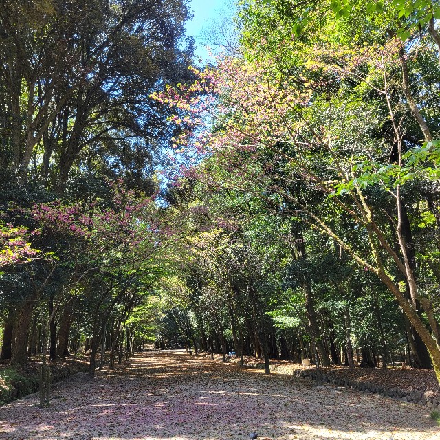 f:id:atoriatoriatori:20240429202954j:image