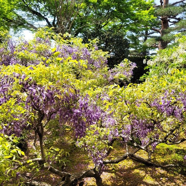f:id:atoriatoriatori:20240506094540j:image