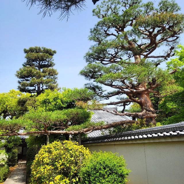 f:id:atoriatoriatori:20240506095531j:image