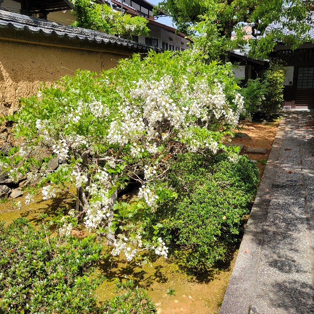 f:id:atoriatoriatori:20240506095543j:image