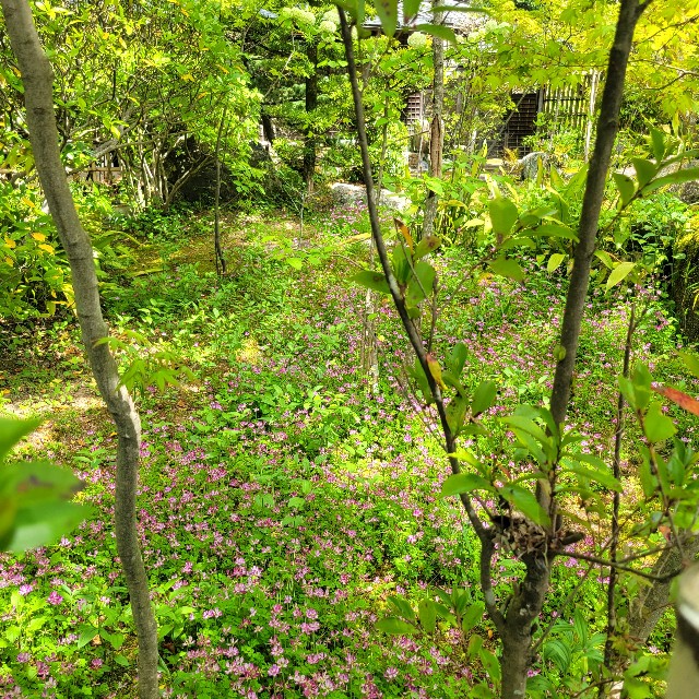 f:id:atoriatoriatori:20240507110902j:image