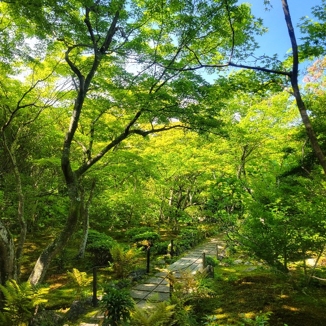 f:id:atoriatoriatori:20240513082603j:image