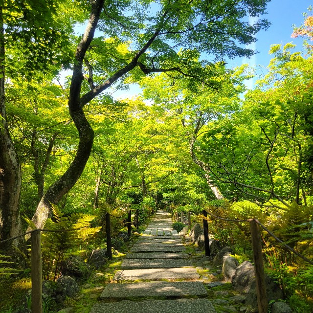 f:id:atoriatoriatori:20240513082615j:image