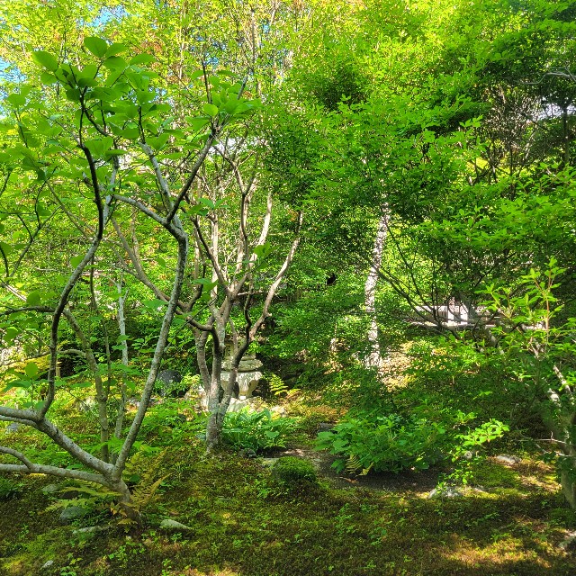 f:id:atoriatoriatori:20240513082632j:image