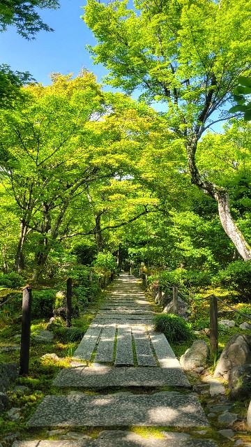 f:id:atoriatoriatori:20240513082643j:image