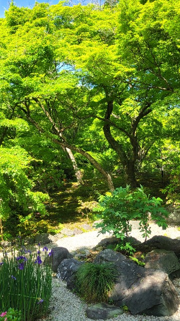 f:id:atoriatoriatori:20240513110523j:image