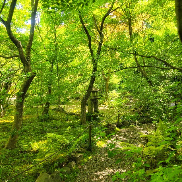 f:id:atoriatoriatori:20240513110543j:image