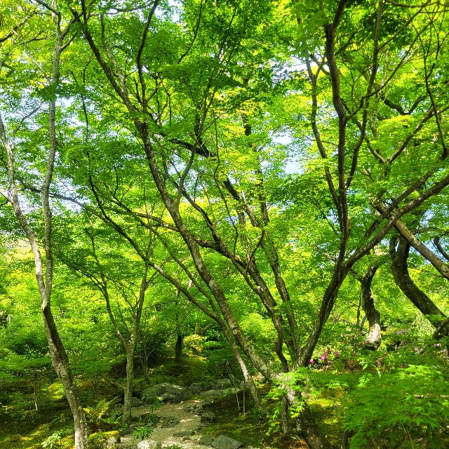 f:id:atoriatoriatori:20240513110815j:image