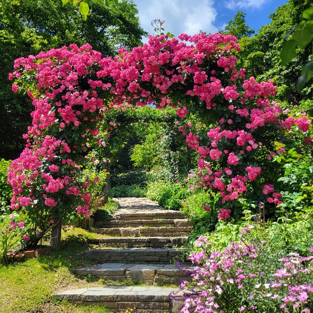 f:id:atoriatoriatori:20240602093245j:image