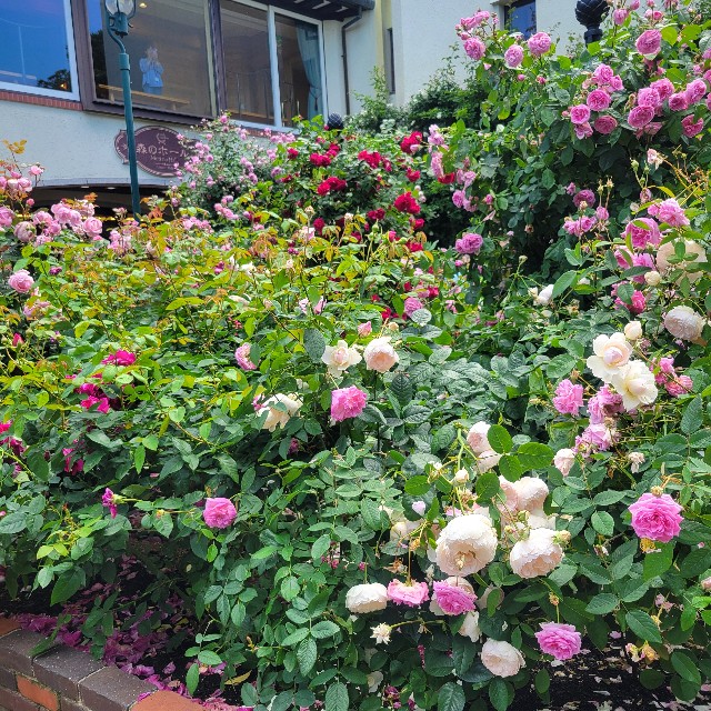 f:id:atoriatoriatori:20240611221450j:image