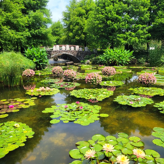 滋賀県】『草津市立水生植物公園みずの森』に行ってきました。 花