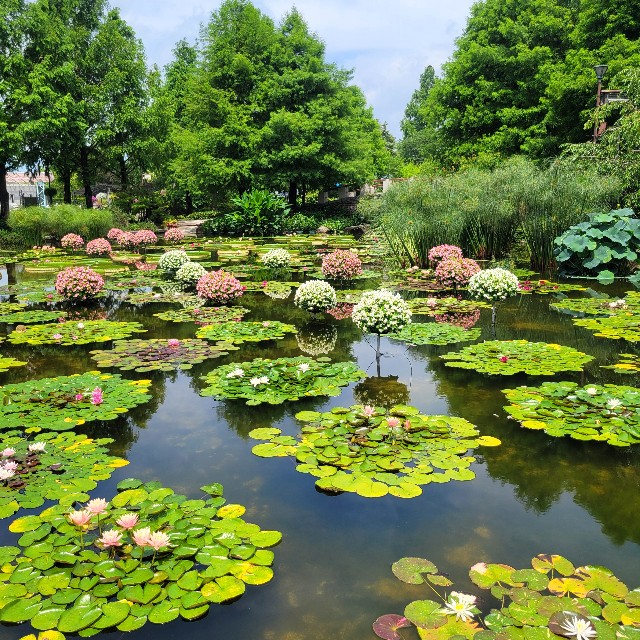 滋賀県】『草津市立水生植物公園みずの森』に行ってきました。 花