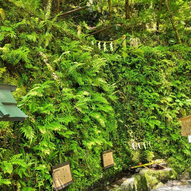 f:id:atoriatoriatori:20240719115410j:image