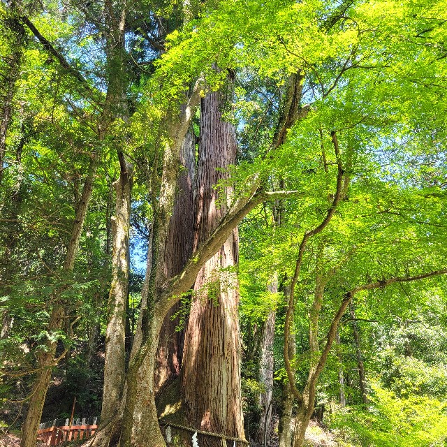 f:id:atoriatoriatori:20240721192608j:image