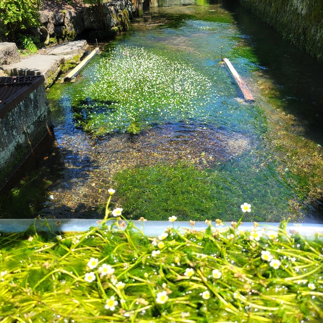 f:id:atoriatoriatori:20240808085949j:image