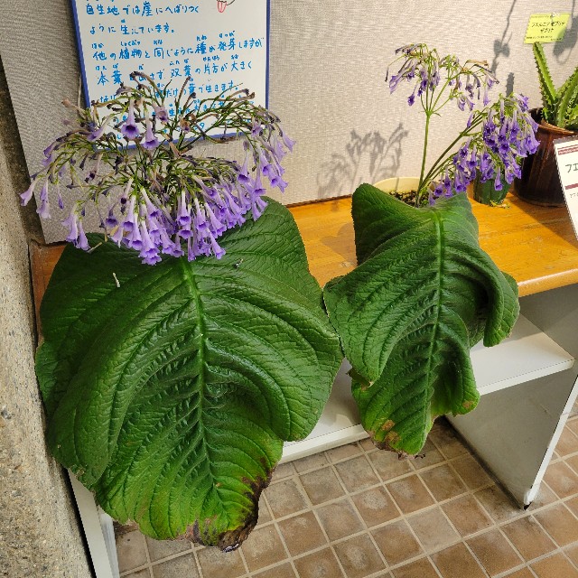 f:id:atoriatoriatori:20240828102953j:image