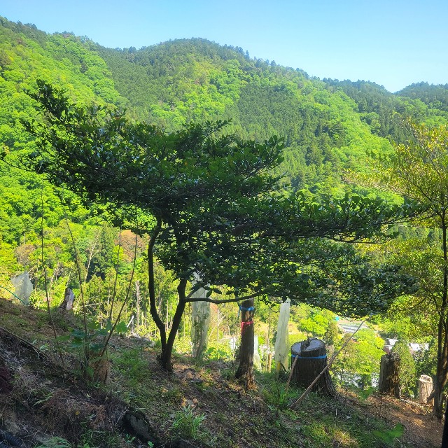 f:id:atoriatoriatori:20240831171030j:image