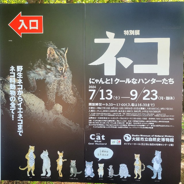 f:id:atoriatoriatori:20240915085734j:image