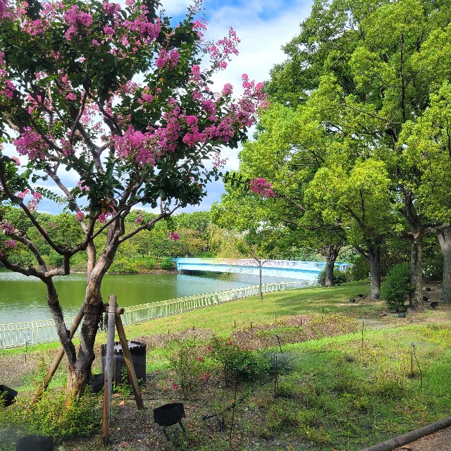 f:id:atoriatoriatori:20240927110545j:image