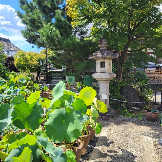 f:id:atoriatoriatori:20240930204115j:image