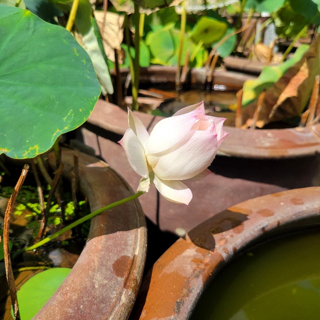 f:id:atoriatoriatori:20241002094047j:image