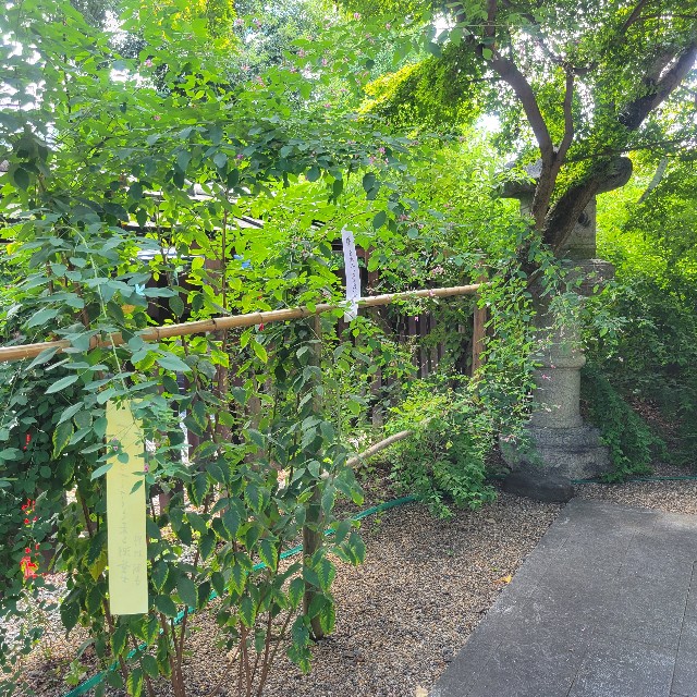 f:id:atoriatoriatori:20241008205352j:image