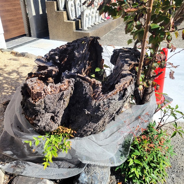 f:id:atoriatoriatori:20241120081327j:image