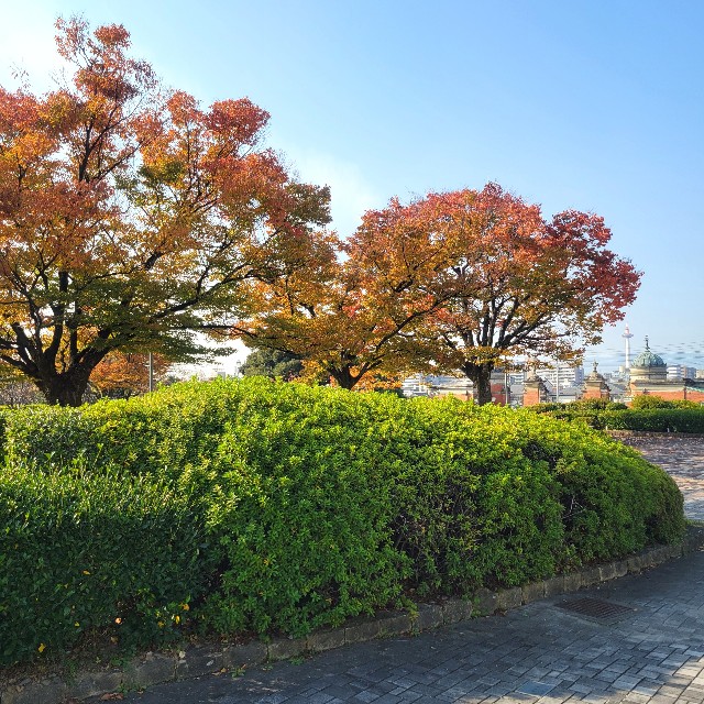 f:id:atoriatoriatori:20241129141129j:image