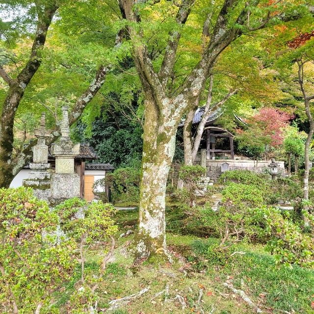 f:id:atoriatoriatori:20241205103024j:image