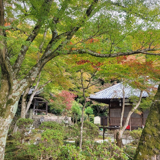f:id:atoriatoriatori:20241205103039j:image