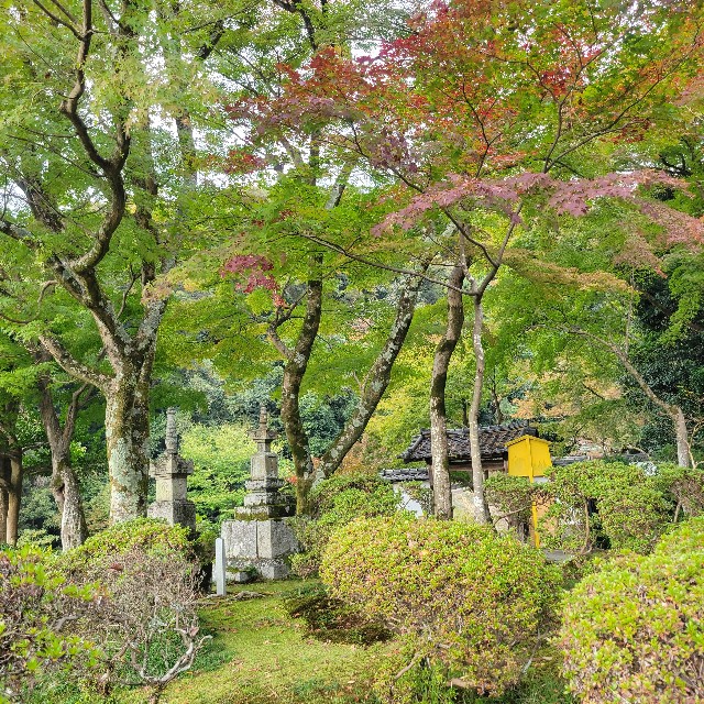 f:id:atoriatoriatori:20241205103412j:image