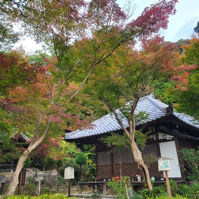 f:id:atoriatoriatori:20241205150430j:image