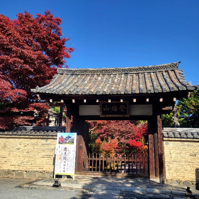 f:id:atoriatoriatori:20241211085741j:image