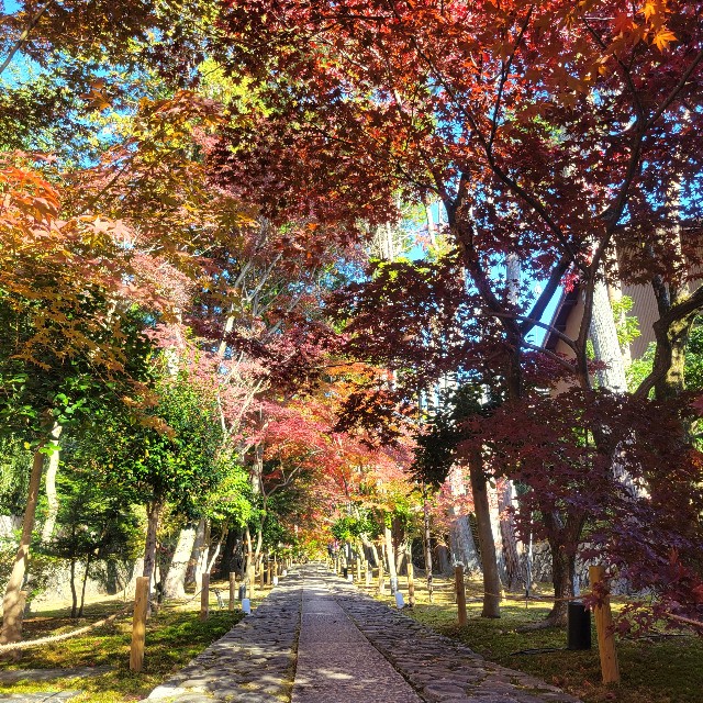 f:id:atoriatoriatori:20241211110640j:image