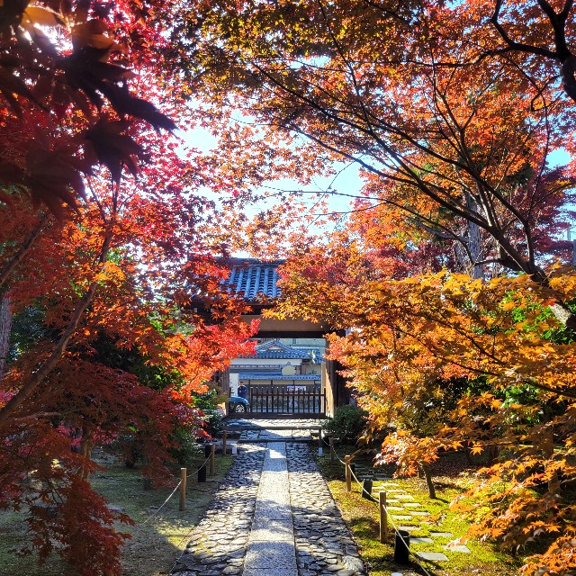 f:id:atoriatoriatori:20241211110658j:image