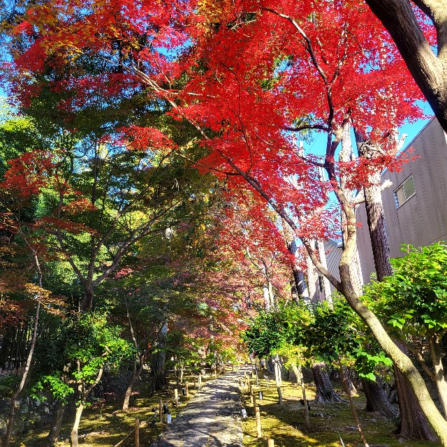 f:id:atoriatoriatori:20241211111227j:image