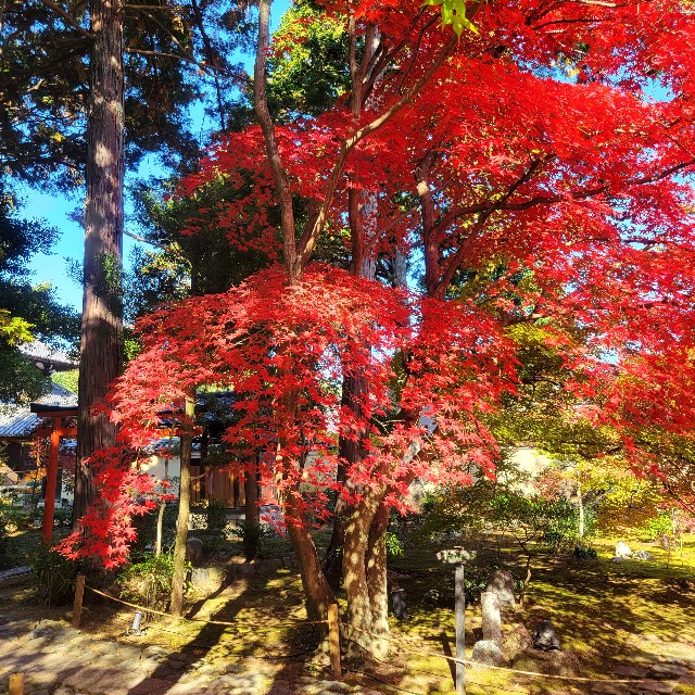 f:id:atoriatoriatori:20241211111257j:image