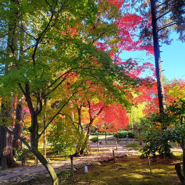 f:id:atoriatoriatori:20241211121512j:image