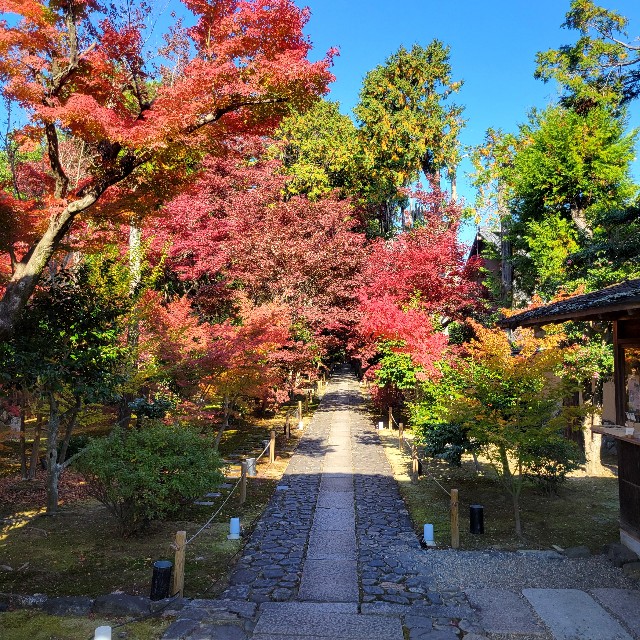 f:id:atoriatoriatori:20241211122936j:image
