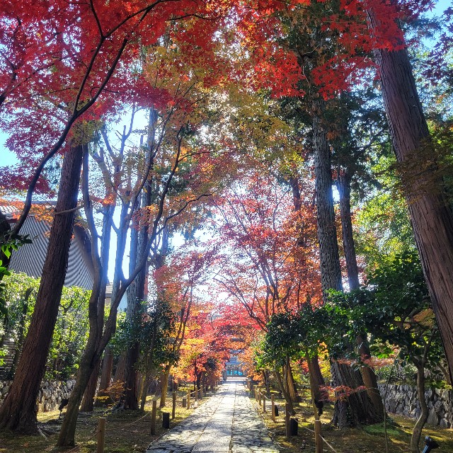 f:id:atoriatoriatori:20241211123306j:image