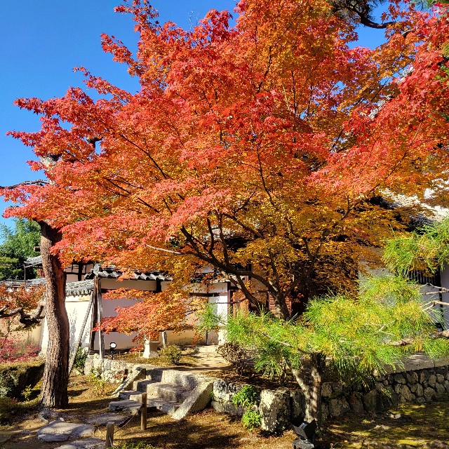 f:id:atoriatoriatori:20241211142445j:image
